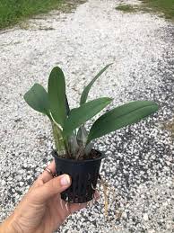 Attēlu rezultāti vaicājumam “Didymium aggregatum”