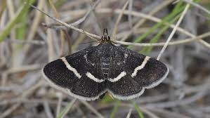 Attēlu rezultāti vaicājumam “Pyrausta cingulata”