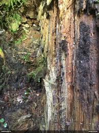 Attēlu rezultāti vaicājumam “Stemonitopsis hyperopta var. landewaldii”