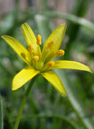 Attēlu rezultāti vaicājumam “Gagea lutea flower”