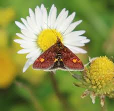 Attēlu rezultāti vaicājumam “Pyrausta aurata”