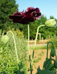 Image result for Papaver somniferum Black