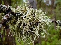 Attēlu rezultāti vaicājumam “Evernia mesomorpha”