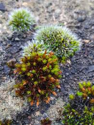 Attēlu rezultāti vaicājumam “Bryoerythrophyllum recurvirostrum”