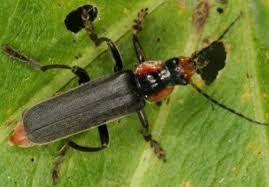 Attēlu rezultāti vaicājumam “Cantharis obscura”