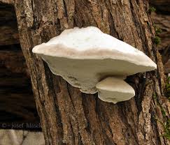Attēlu rezultāti vaicājumam “Trametes suaveolens”