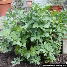 Attēlu rezultāti vaicājumam “Levisticum officinale”