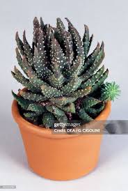 Attēlu rezultāti vaicājumam “Xanthorrhoeaceae”