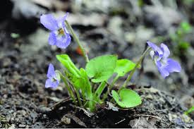 Attēlu rezultāti vaicājumam “Viola collina leaf”