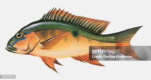 Image result for Lutjanus analis