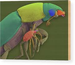 Attēlu rezultāti vaicājumam “Poecilochirus sp.”