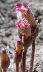 Attēlu rezultāti vaicājumam “Orobanche coerulescens flower”