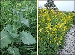 Attēlu rezultāti vaicājumam “Brassica napus”