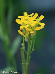 Attēlu rezultāti vaicājumam “Erysimum hieracifolium leaf”