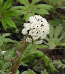 Image result for Petasites officinalis