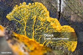 Attēlu rezultāti vaicājumam “Brefeldia maxima young”