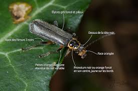 Attēlu rezultāti vaicājumam “Cantharis nigricans”