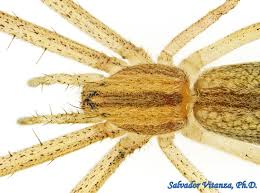 Attēlu rezultāti vaicājumam “Philodromidae”