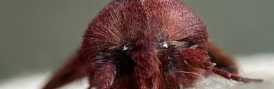 Attēlu rezultāti vaicājumam “Orthosia sp. larva”