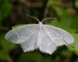 Attēlu rezultāti vaicājumam “Jodis putata”