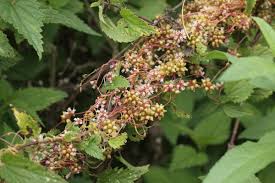 Attēlu rezultāti vaicājumam “Cuscuta europaea”