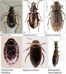 Attēlu rezultāti vaicājumam “Cystiphora sanguinea”