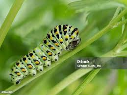 Attēlu rezultāti vaicājumam “Papilio machaon larva”