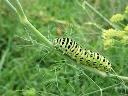 Attēlu rezultāti vaicājumam “Papilio machaon larva”