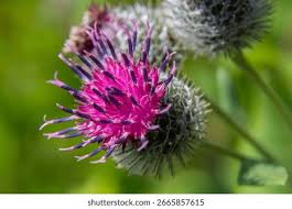 Attēlu rezultāti vaicājumam “Arctium tomentosum”