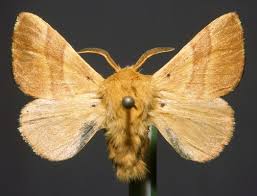 Attēlu rezultāti vaicājumam “Malacosoma castrensis male”