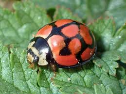 Attēlu rezultāti vaicājumam “Licea chelonoides macro”