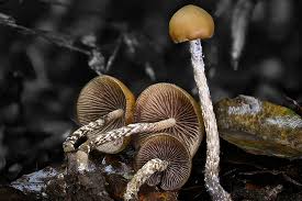 Attēlu rezultāti vaicājumam “Psilocybe sp.”