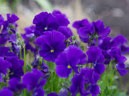 Image result for Hornveilchen