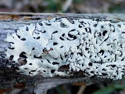 Attēlu rezultāti vaicājumam “Hypotrachyna sp.”