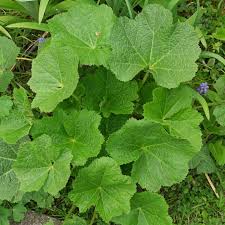 Image result for Alcea (althaea) rosea