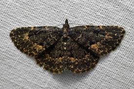 Attēlu rezultāti vaicājumam “Parascotia fuliginaria”