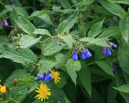 Attēlu rezultāti vaicājumam “Symphytum asperum leaf”