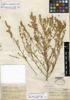 Attēlu rezultāti vaicājumam “Corispermum hyssopifolium fruit”