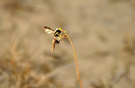 Attēlu rezultāti vaicājumam “Xanthogramma sp.”