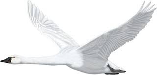 Attēlu rezultāti vaicājumam “Cygnus columbianus”