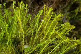 Attēlu rezultāti vaicājumam “Gymnocolea inflata”