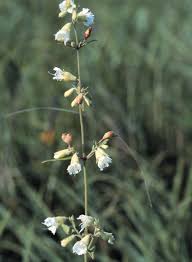 Attēlu rezultāti vaicājumam “Silene tatarica leaf”
