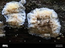 Attēlu rezultāti vaicājumam “Oxyporus”