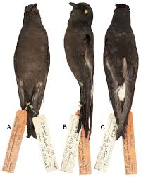 Image result for Oceanites oceanicus