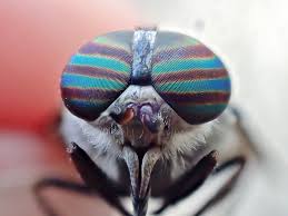 Attēlu rezultāti vaicājumam “Tabanidae”