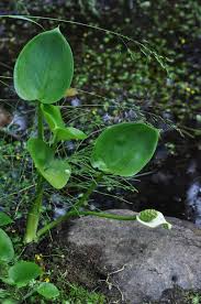 Attēlu rezultāti vaicājumam “Calla palustris leaf”