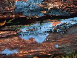 Attēlu rezultāti vaicājumam “Leucogyrophana sororia”