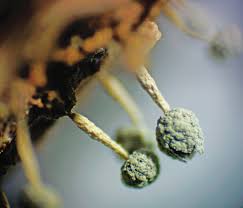 Attēlu rezultāti vaicājumam “Physarum pseudoalexandrowiczii”