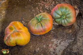 Afbeeldingsresultaat voor marizol purple tomato