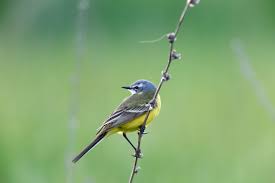 Attēlu rezultāti vaicājumam “Motacilla flava flava”